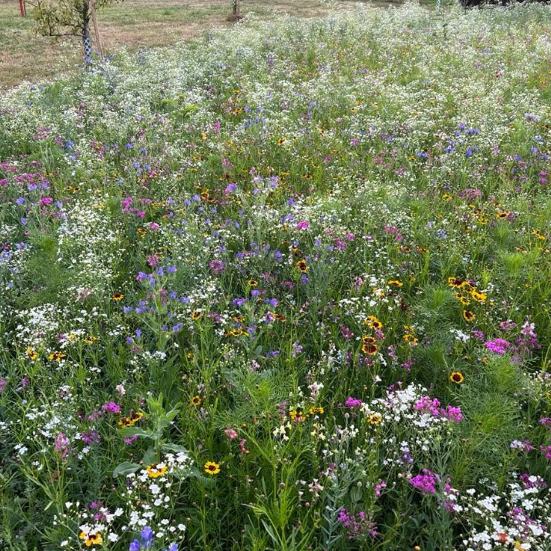 Oasis fleurie de graines de prairie
