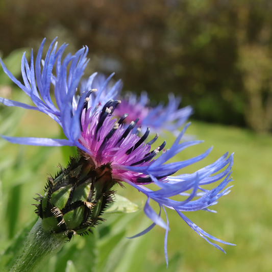 Centaurea montana