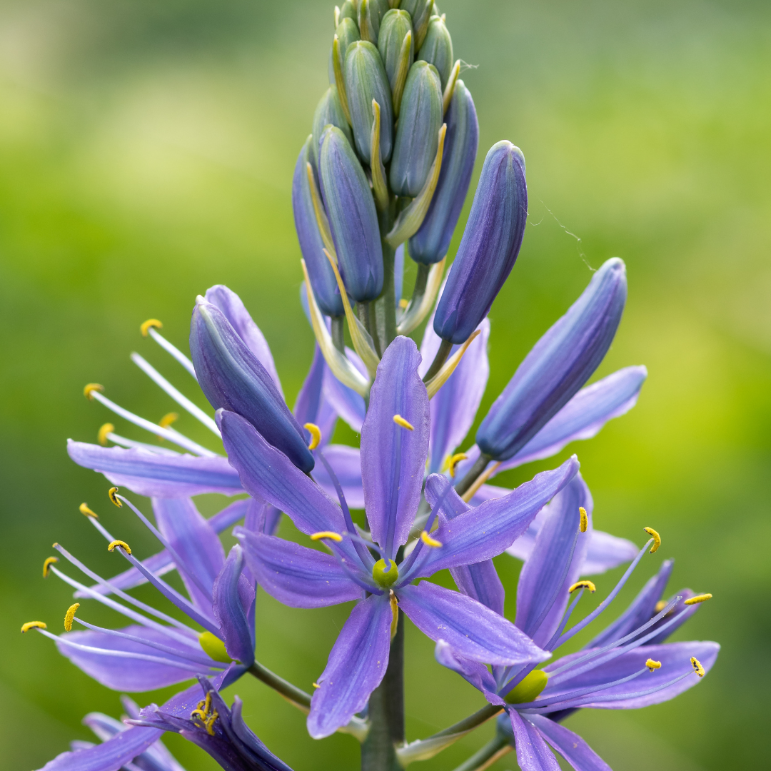 Camassia 10 pièces