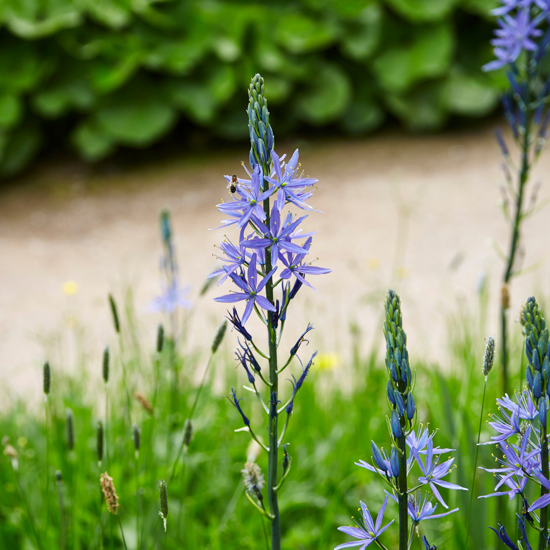 Camassia 10 Stück