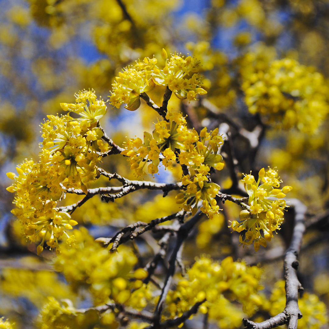 Cornus mas
