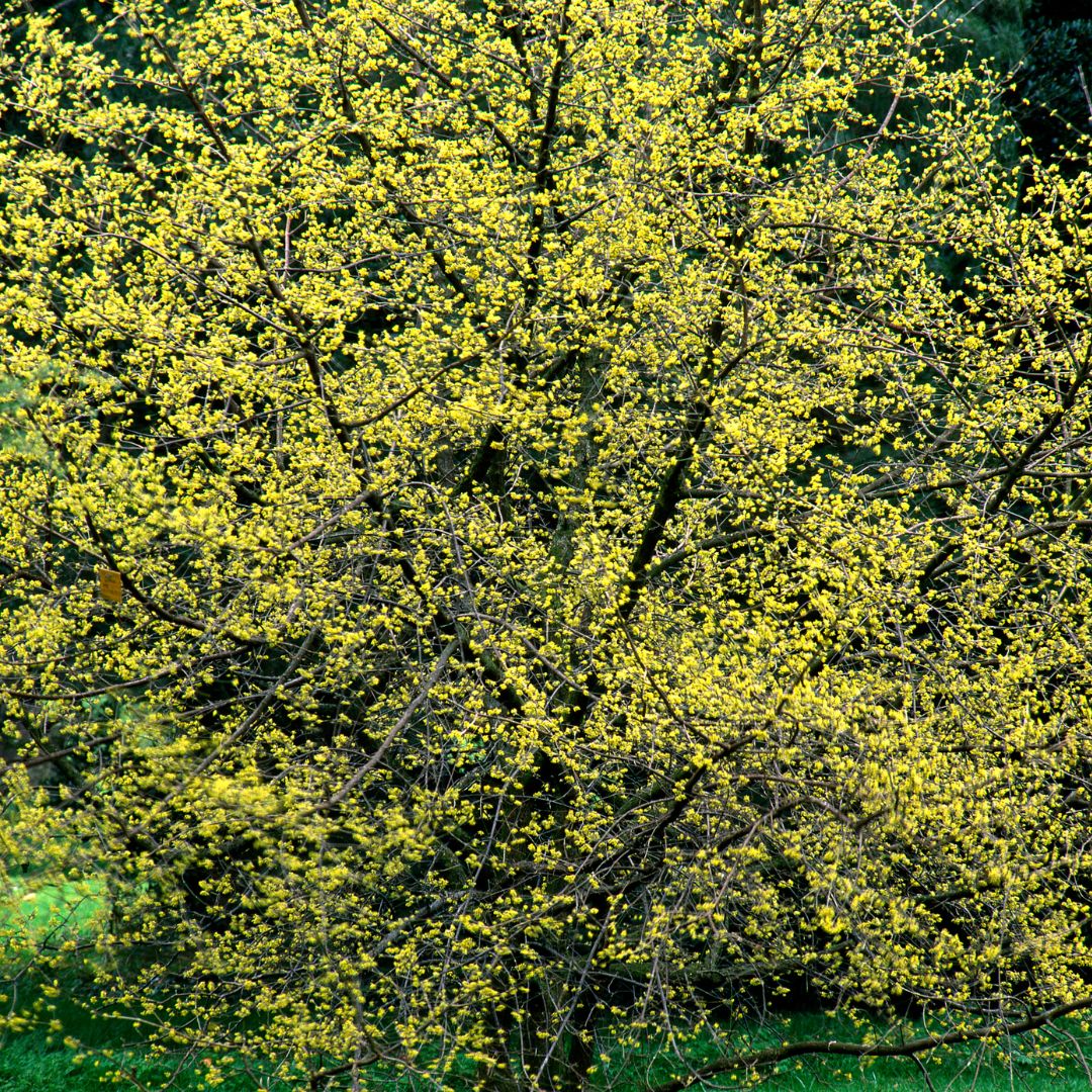 Cornus mas