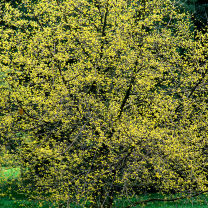 Cornus mas