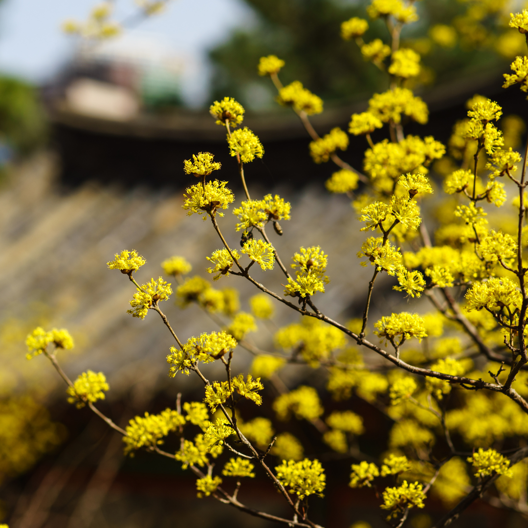 Cornus mas