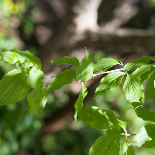 Cornus mas