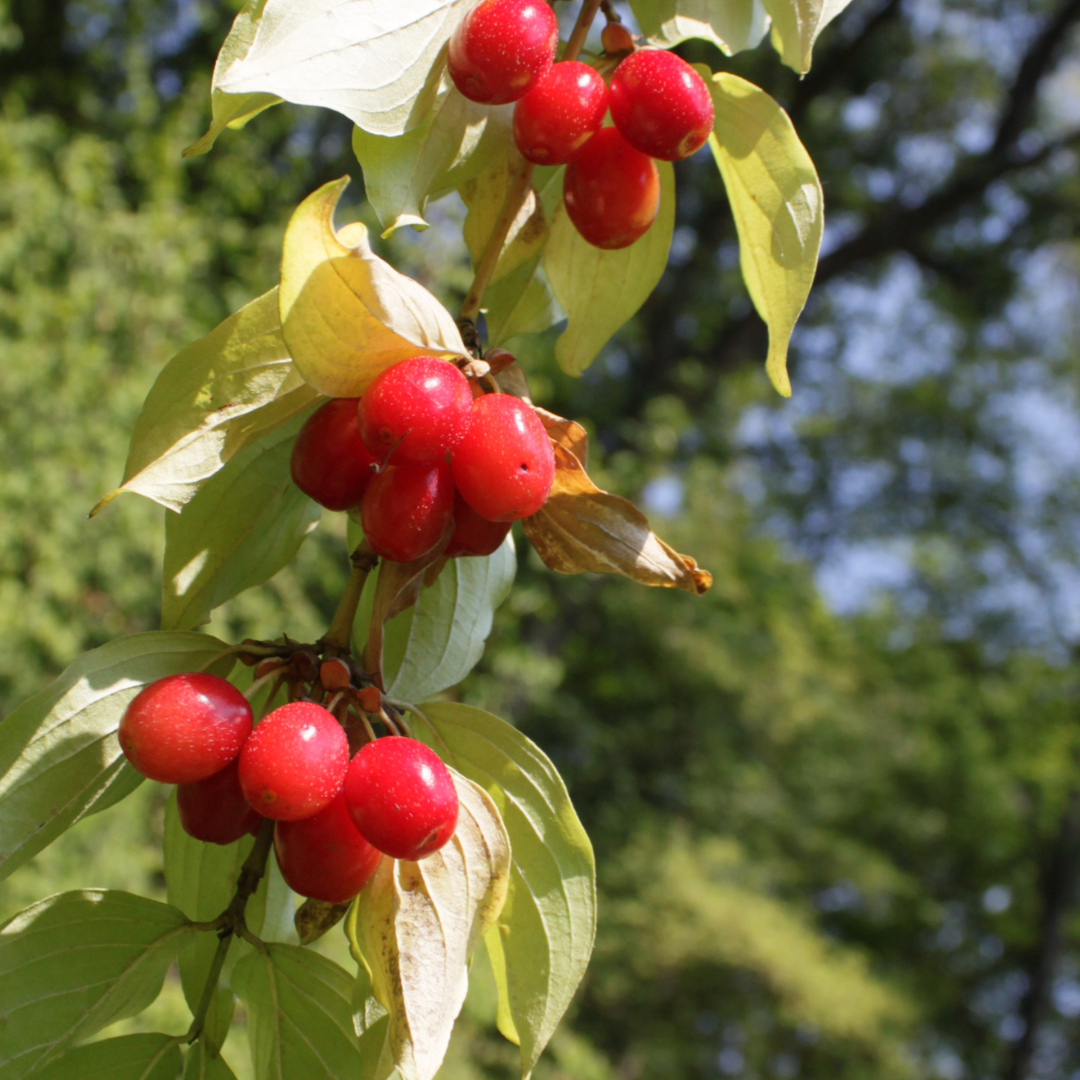 Cornus mas