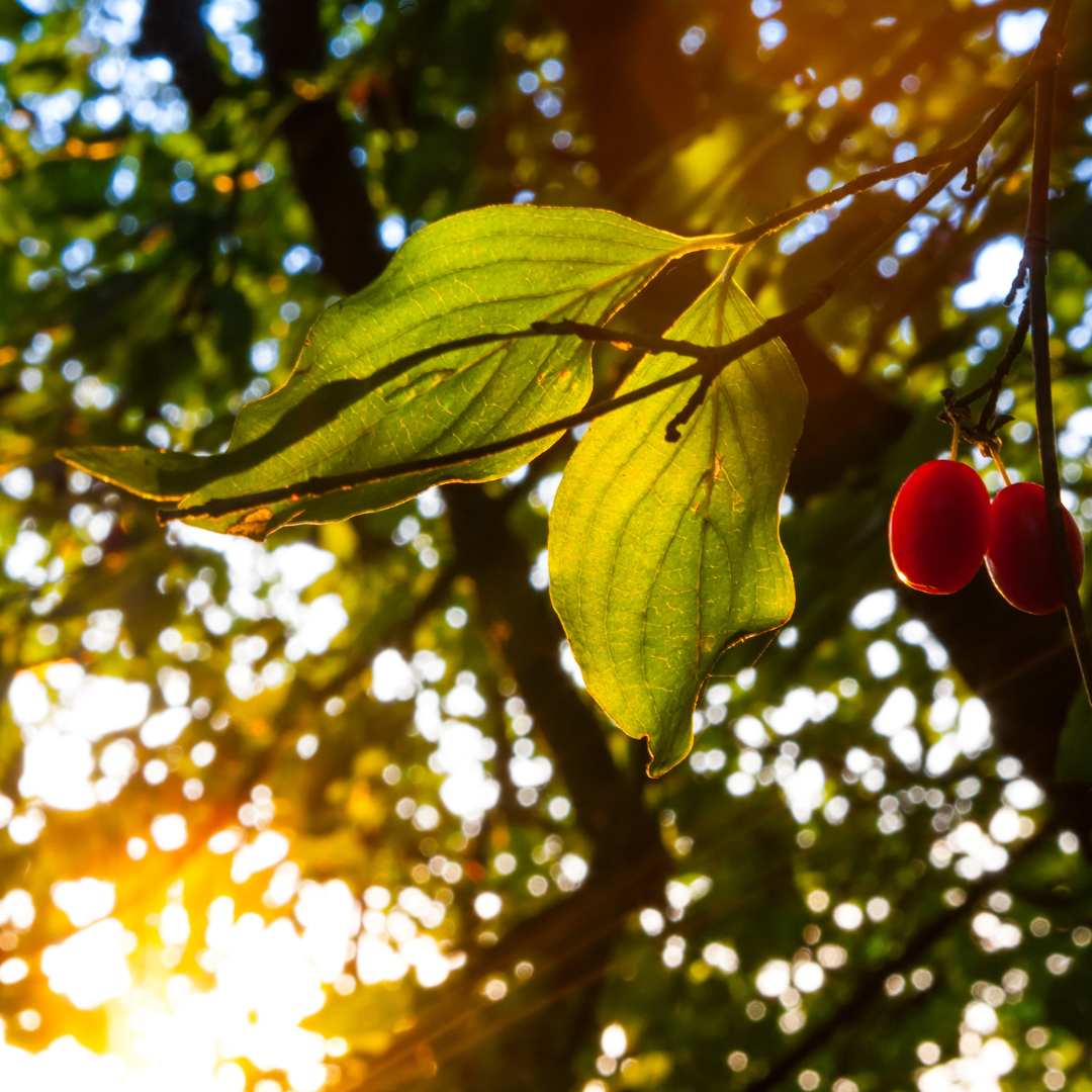 Cornus mas