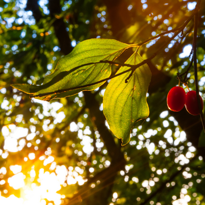 Cornus mas