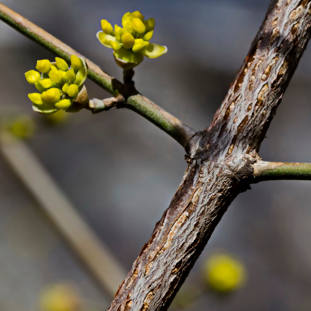 Cornus mas