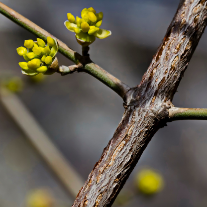 Cornus mas