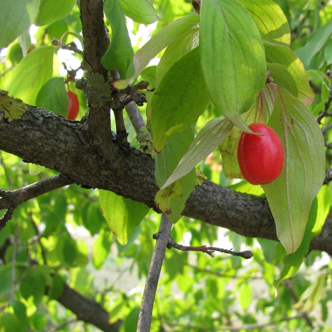 Cornus mas