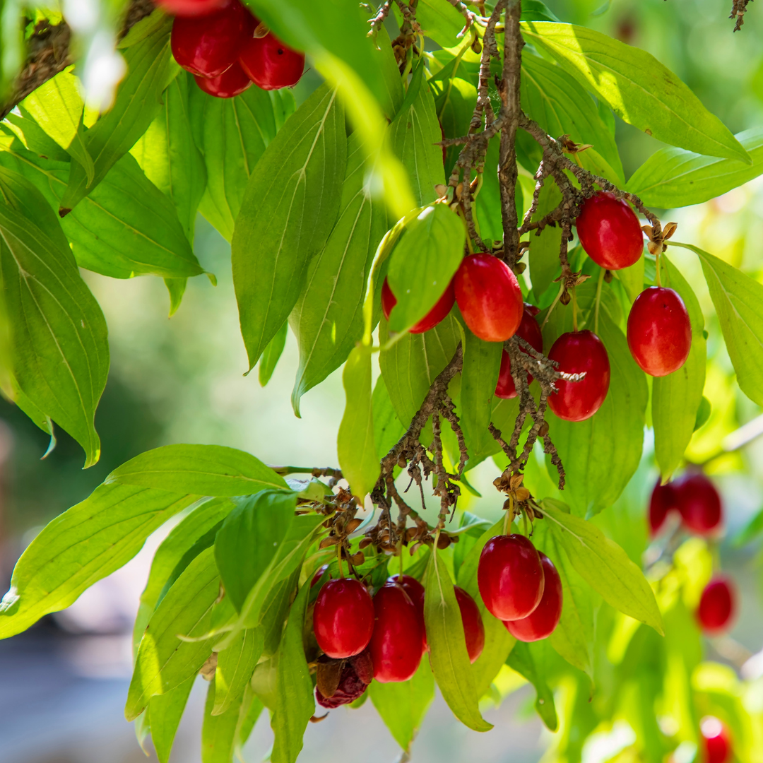 Cornus mas
