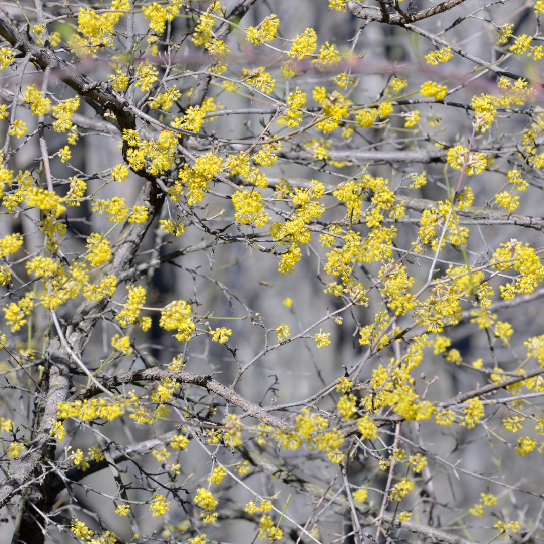 Cornus mas