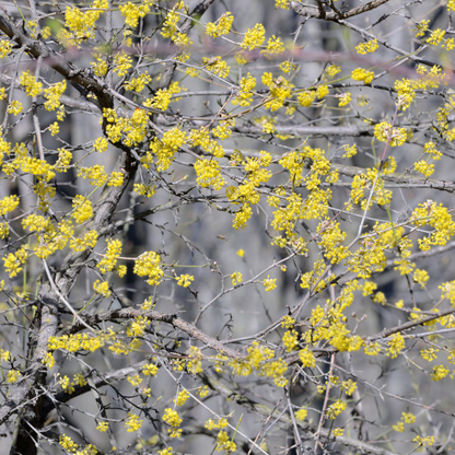 Cornus mas