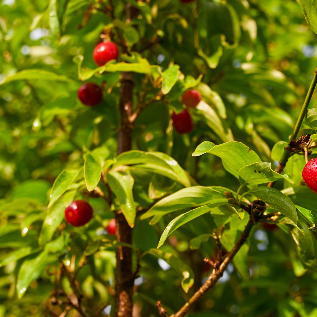Cornus mas