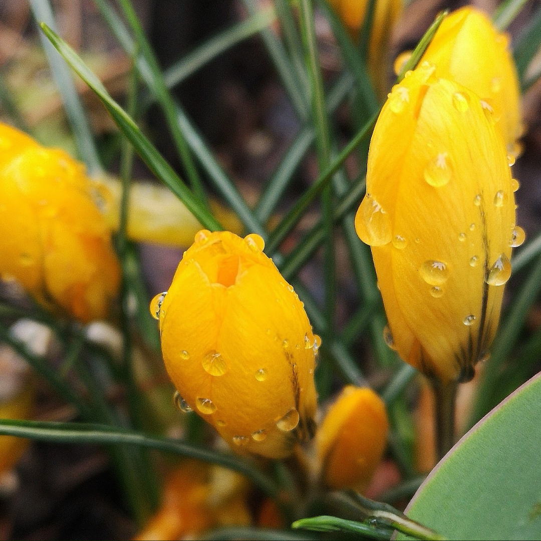 Crocus flavus 10 pieces
