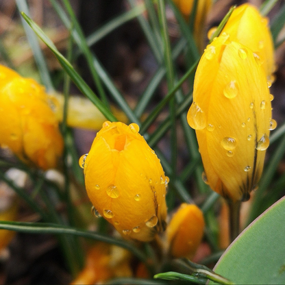 Crocus flavus 10 pieces
