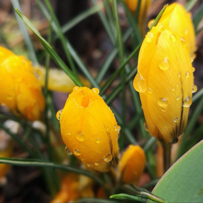 Crocus flavus 10 Stück