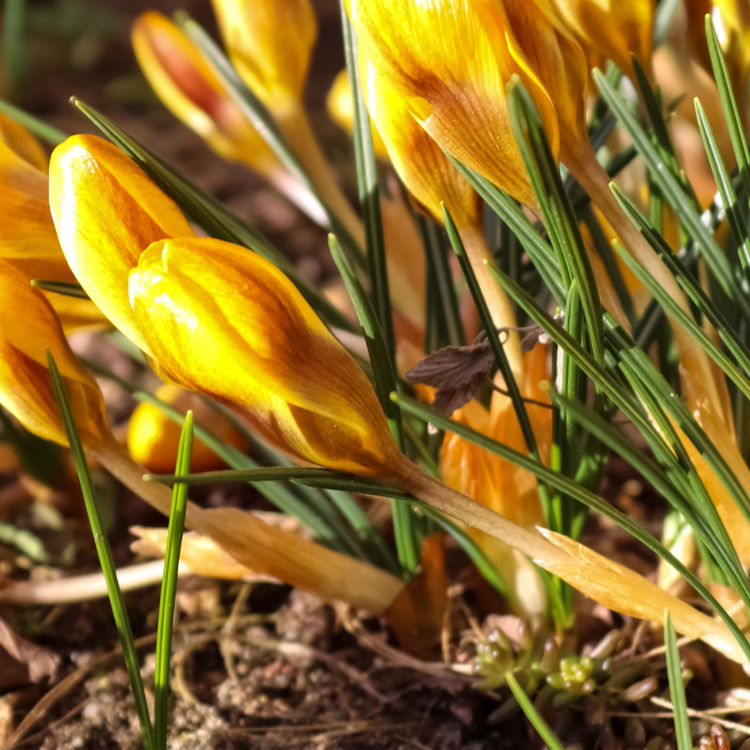 Crocus flavus 10 pieces