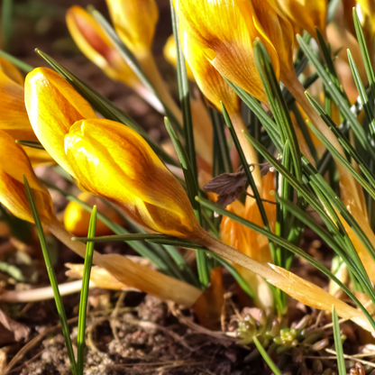 Crocus flavus 10 pièces