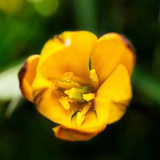 Crocus flavus 10 pieces