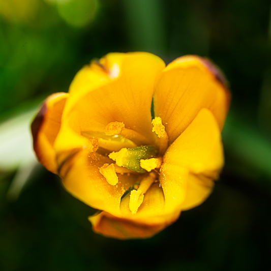 Crocus flavus 10 Stück