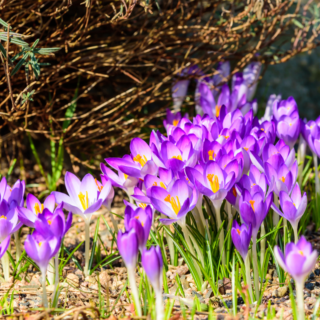 Crocus tommasinianus 20 Stück