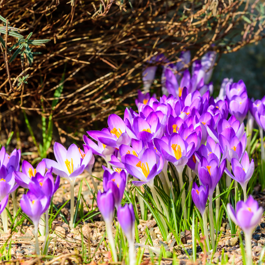 Crocus tommasinianus 20 pieces