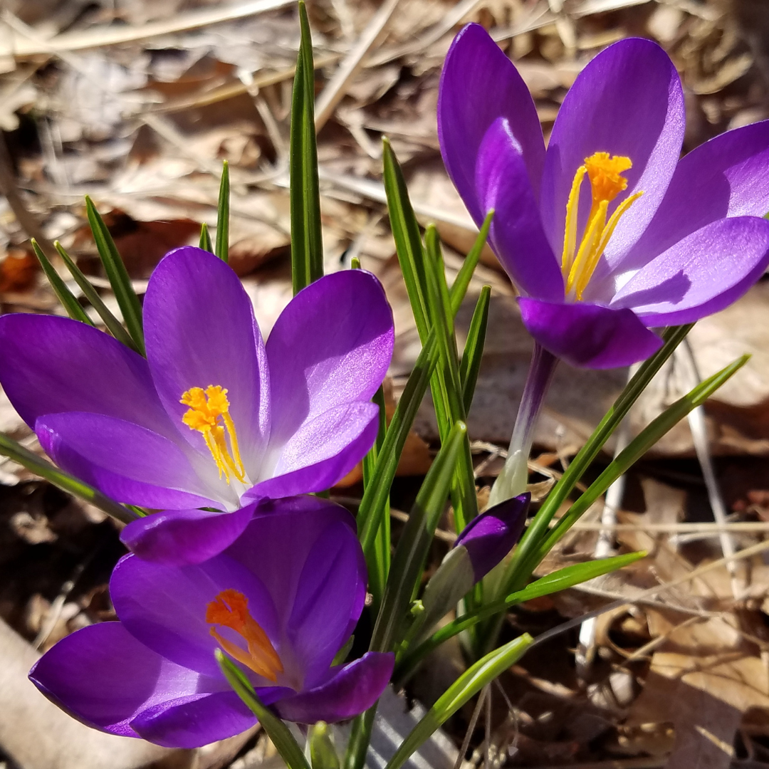 Crocus tommasinianus 20 Stück