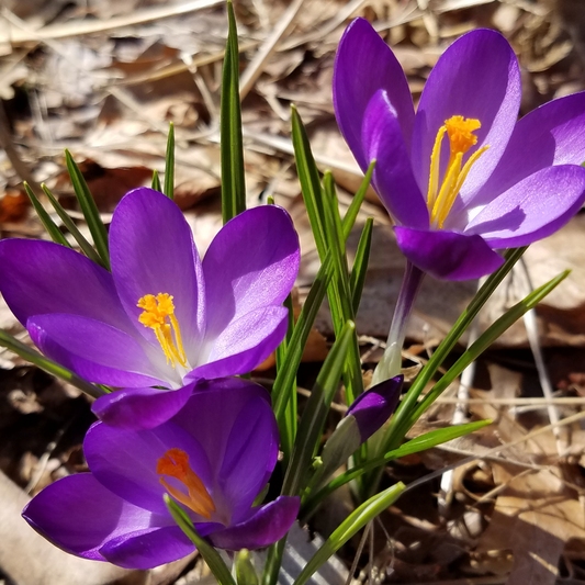 Crocus tommasinianus 20 pieces