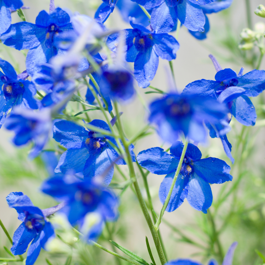Delphinium grandiflorum "Blue Dwarf"