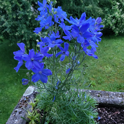 Delphinium grandiflorum "Blue Dwarf"