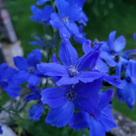 Delphinium grandiflorum "Blue Dwarf"