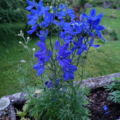 Delphinium grandiflorum "Blue Dwarf"