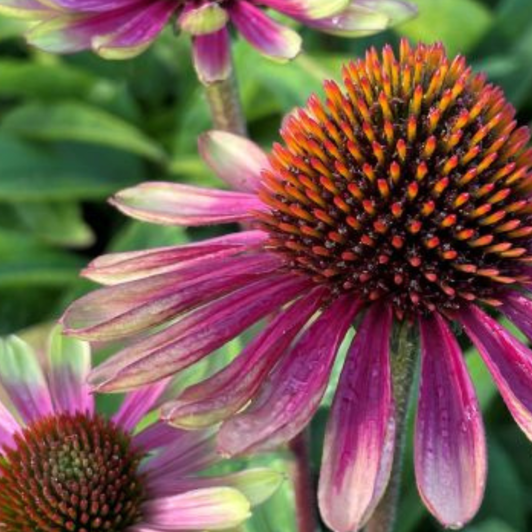 Echinacea purpurea Sweet Sandia