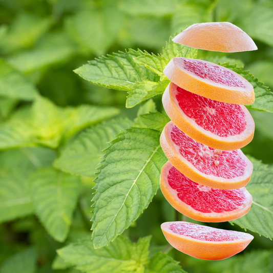 Mentha suaveolens x piperita