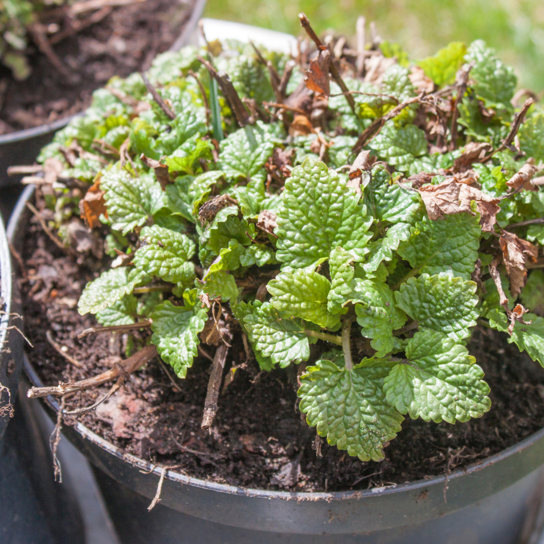 Mentha suaveolens x piperita