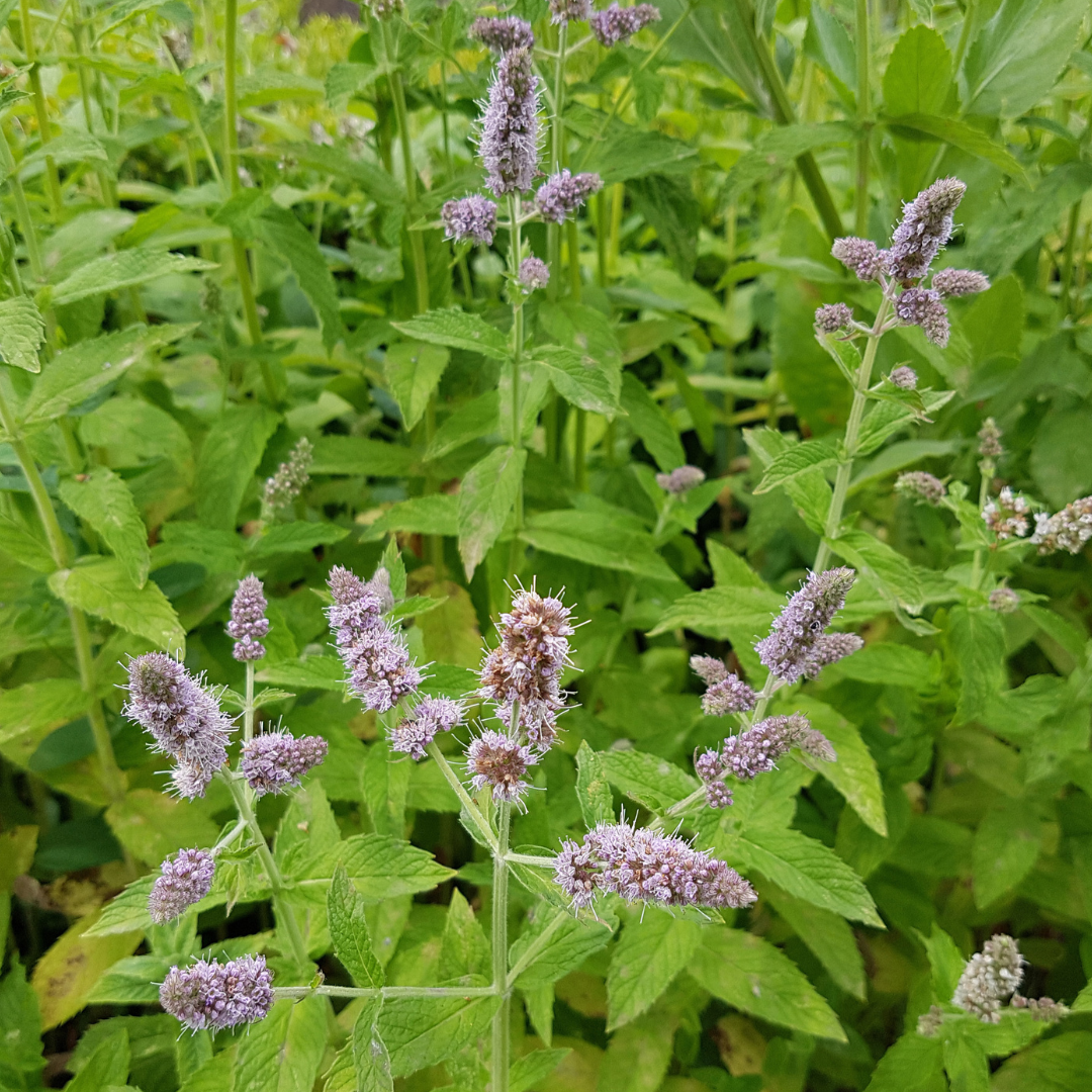 Mentha suaveolens x piperita