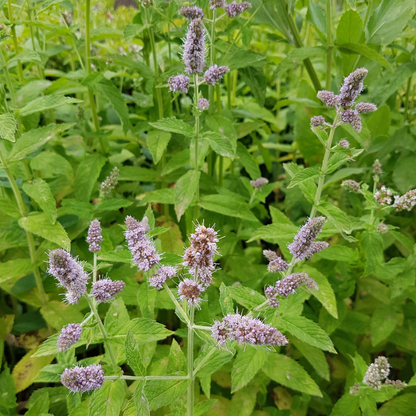 Mentha suaveolens x piperita