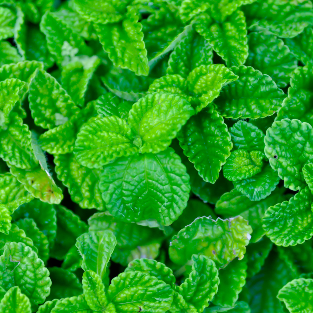 Mentha suaveolens x piperita