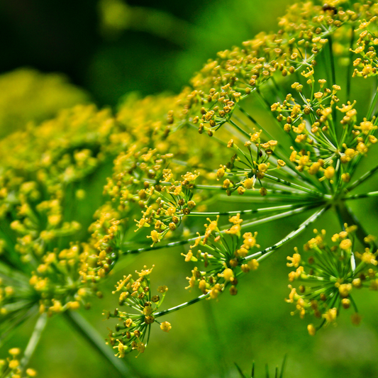 Foenicule vulgaire