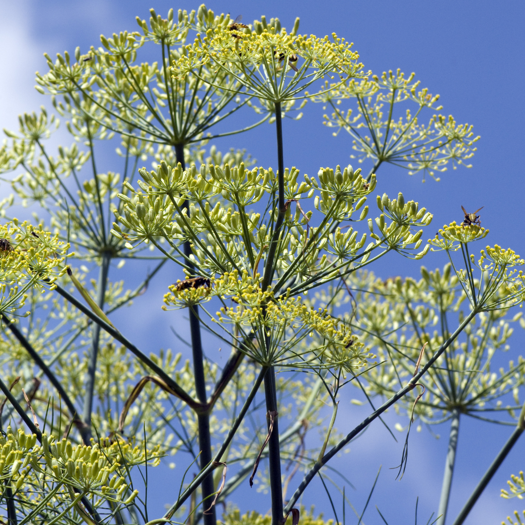 Foenicule vulgaire