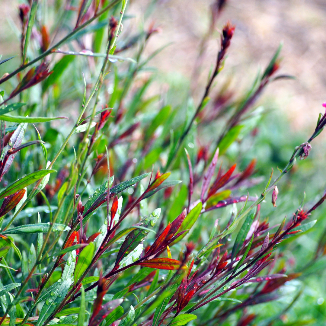 Gaura lindheimeri "Rosy Jane"