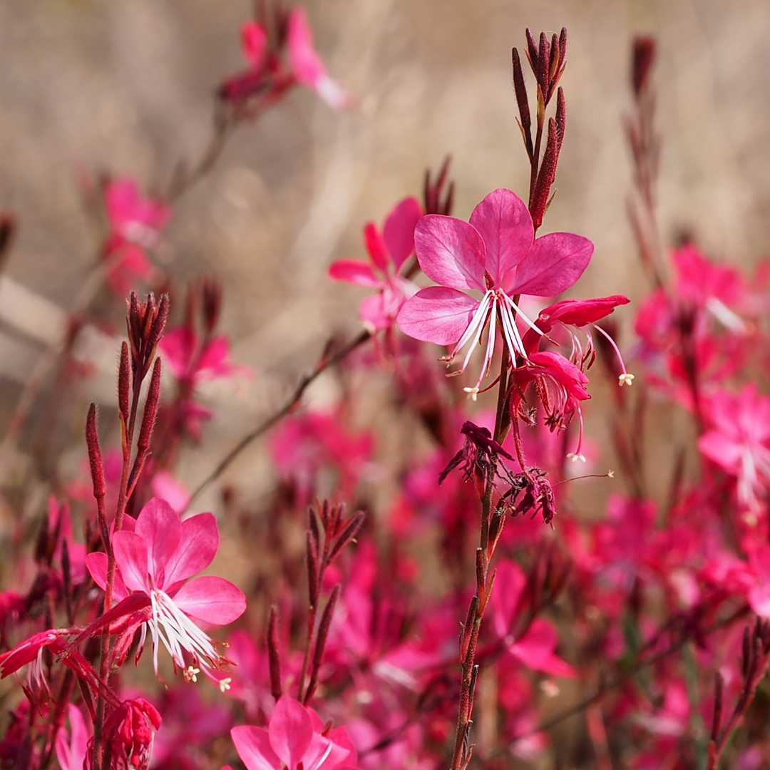 Gaura lindheimeri "Rosy Jane"