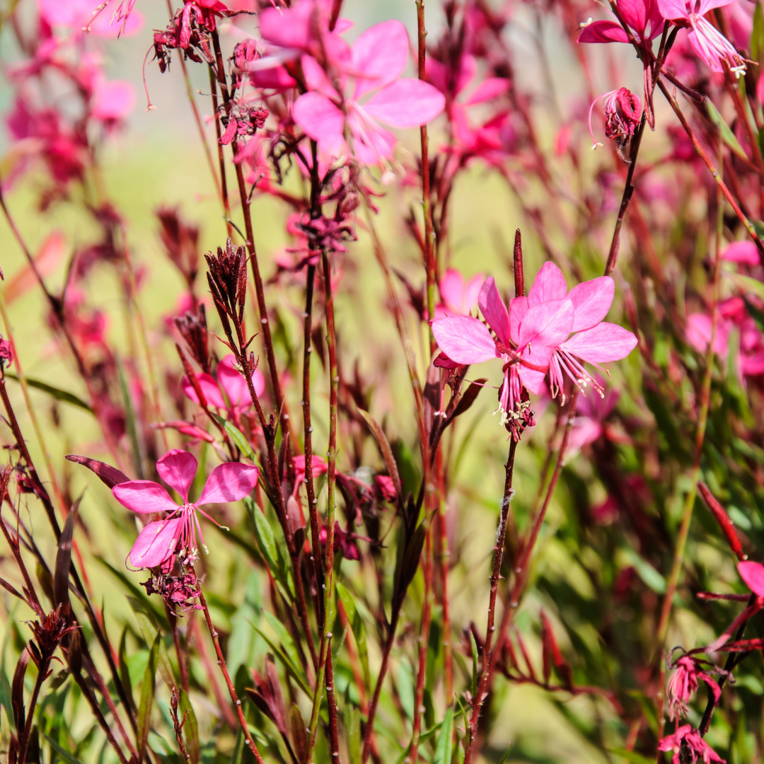Gaura lindheimeri "Rosy Jane"