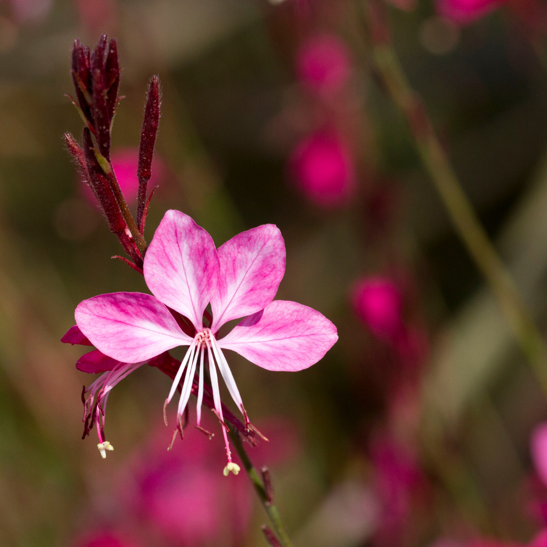 Gaura lindheimeri "Rosy Jane"