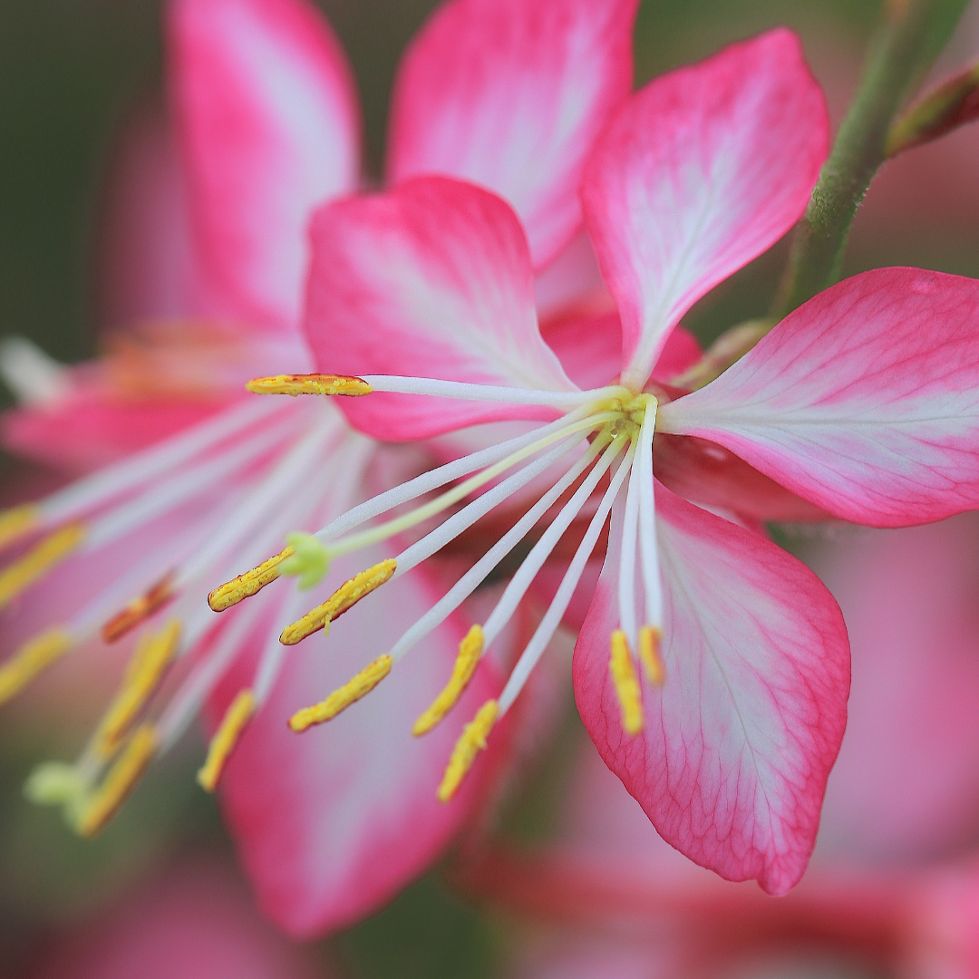 Gaura lindheimeri "Rosy Jane"