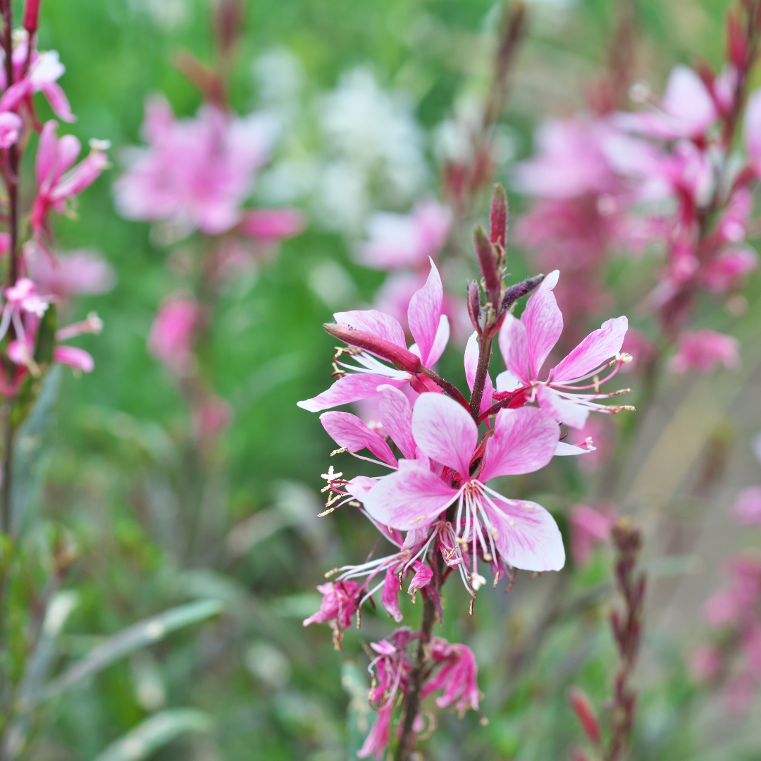 Gaura lindheimeri "Rosy Jane"