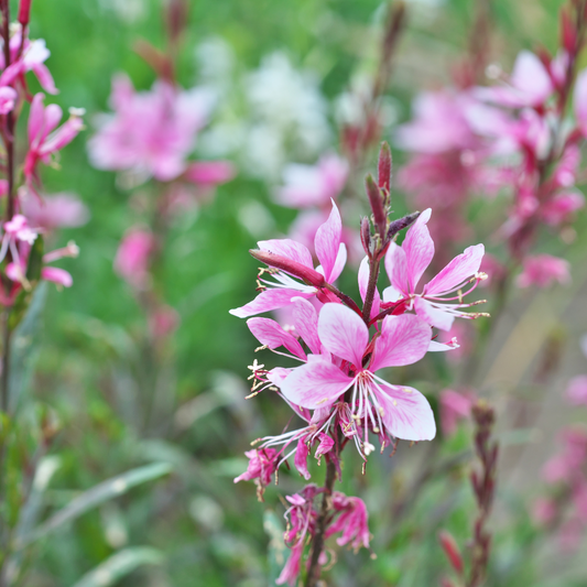 Gaura lindheimeri "Rosy Jane"