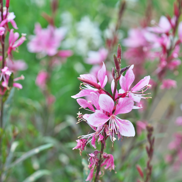 Gaura lindheimeri 